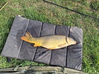 Poisson pêché lors d'une sortie de pêche