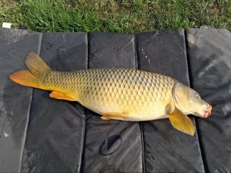 Poisson pêché lors d'une sortie de pêche
